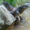 The Cutest River Otter Pups Live In Prospect Park